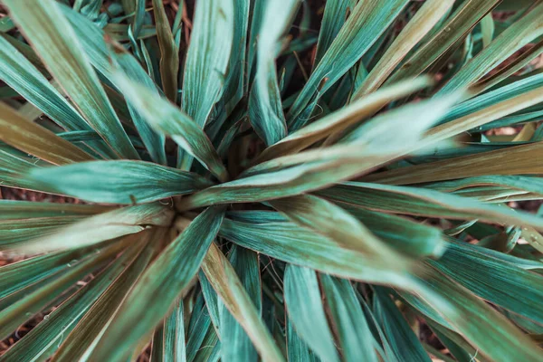 Grön konsistens från blad. Grön ljus våt yta med vattendroppar. Filial, löv av ett träd eller buske efter regn. Närbild. Selektiv inriktning. — Stockfoto