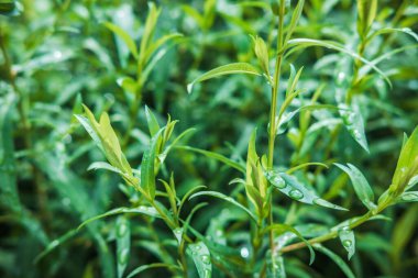 Yapraklardan yeşil doku. Su damlacıklarıyla yeşil, ıslak yüzey. Ağaç dalı, ağaç yaprağı ya da yağmurdan sonra çalılık. Yakın plan. Seçici odak.