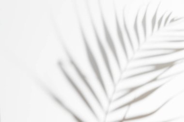 Soyut beyaz arka plan, palmiye ya da canavar yapraklarından gölgeler. Gri gölge fotoğrafı. Tropik ağaç yaprakları. Kopyalama alanı ve modeli ile siyah ve beyaz bulanık doku.