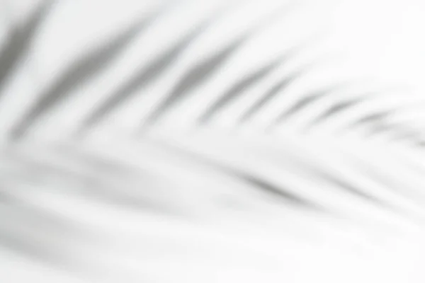 Abstrato fundo limpo branco com sombra de folhas de palma ou monstera. Sobreposição de fotos de sombra cinza. Folhas de árvores tropicais. Textura borrada em preto e branco com espaço de cópia e mockup. — Fotografia de Stock