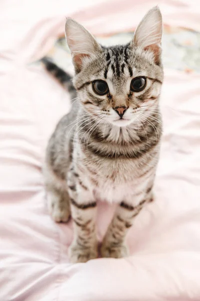 Grau gestreifte gestromte Kätzchen spielen auf dem Bett. Junge kurzhaarige Katze liegt auf rosa Plaid. — Stockfoto
