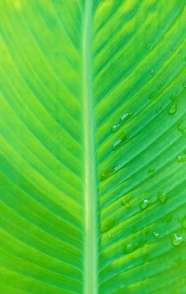 Textura verde de folhas. Superfície molhada brilhante verde com gotas de água. Ramo, folha de uma árvore ou arbusto depois da chuva. Close-up. Foco seletivo. — Fotografia de Stock