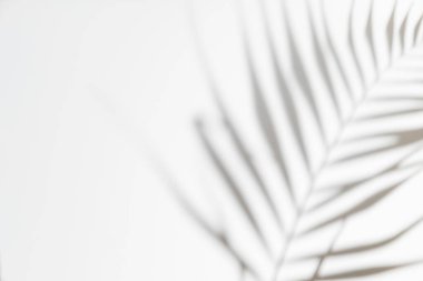 Soyut beyaz arka plan, palmiye ya da canavar yapraklarından gölgeler. Gri gölge fotoğrafı. Tropik ağaç yaprakları. Kopyalama alanı ve modeli ile siyah ve beyaz bulanık doku.