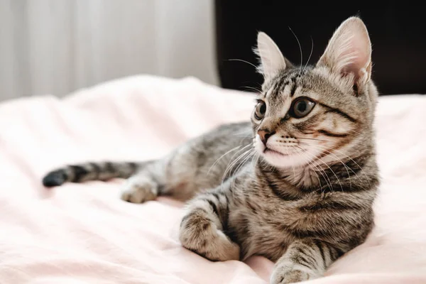 Grau gestreifte gestromte Kätzchen spielen auf dem Bett. Junge kurzhaarige Katze liegt auf rosa Plaid. — Stockfoto