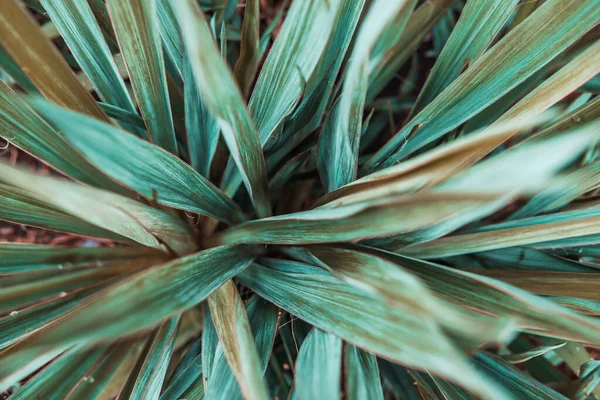Yapraklardan yeşil doku. Su damlacıklarıyla yeşil, ıslak yüzey. Ağaç dalı, ağaç yaprağı ya da yağmurdan sonra çalılık. Yakın plan. Seçici odak.
