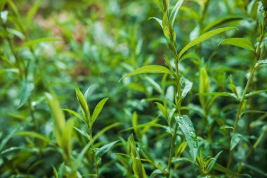 Yapraklardan yeşil doku. Su damlacıklarıyla yeşil, ıslak yüzey. Ağaç dalı, ağaç yaprağı ya da yağmurdan sonra çalılık. Yakın plan. Seçici odak.