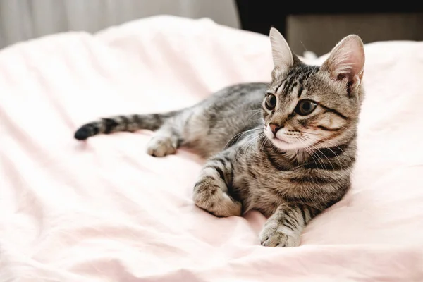 Gris rayas gatito tabby jugando en la cama. Joven gato de pelo corto acostado en una manta rosa. — Foto de Stock