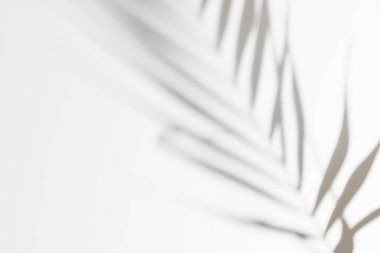 Soyut beyaz arka plan, palmiye ya da canavar yapraklarından gölgeler. Gri gölge fotoğrafı. Tropik ağaç yaprakları. Kopyalama alanı ve modeli ile siyah ve beyaz bulanık doku.