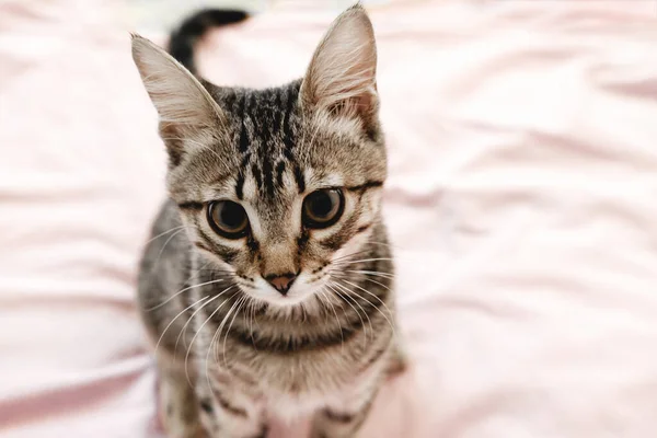 Gray striped tabby kitten playing on the bed. Young short-haired cat lying on a pink plaid. — Stock Photo, Image