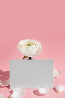 Cam bir vazoda beyaz çiçekler ve ranunculus yaprakları, pembe arka planda sert ışıkla birlikte bir kağıt kart. Bahar, yaz, çiçek. Modelleme. Kopyalama alanı.