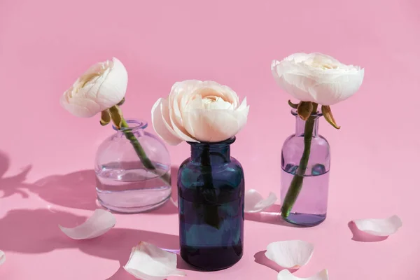 Τρία λευκά λουλούδια ranunculus πέταλα σε γυάλινο βάζο σε ροζ φόντο με σκληρό φως. Άνοιξη, καλοκαίρι, άνθιση. — Φωτογραφία Αρχείου