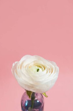 Beyaz çiçekler ve cam vazodaki ranunculus yaprakları pembe arka planda sert ışıkla. Bahar, yaz, çiçek.