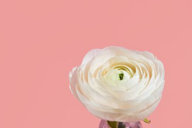 Beyaz çiçekler ve cam vazodaki ranunculus yaprakları pembe arka planda sert ışıkla. Bahar, yaz, çiçek.