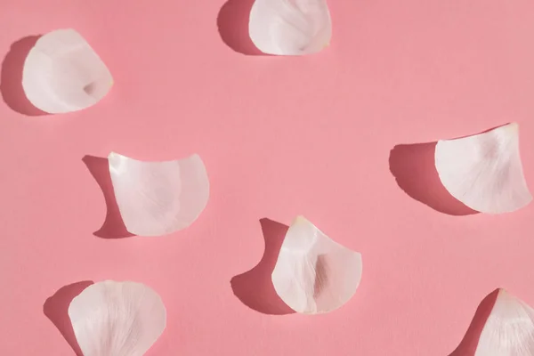 Λευκά λουλούδια και πέταλα ranunculus σε γυάλινο βάζο σε ροζ φόντο με έντονο φως. Άνοιξη, καλοκαίρι, άνθιση. — Φωτογραφία Αρχείου