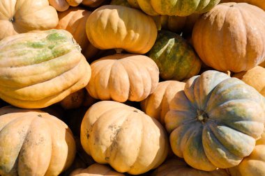 Sonbahar parlak sarı turuncu olgun balkabağı meyveleri yığının içinde yatıyor. Sonbahar, Cadılar Bayramı, hasat.