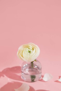 Beyaz çiçekler ve cam vazodaki ranunculus yaprakları pembe arka planda sert ışıkla. Bahar, yaz, çiçek.