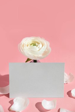 Cam bir vazoda beyaz çiçekler ve ranunculus yaprakları, pembe arka planda sert ışıkla birlikte bir kağıt kart. Bahar, yaz, çiçek. Modelleme. Kopyalama alanı.