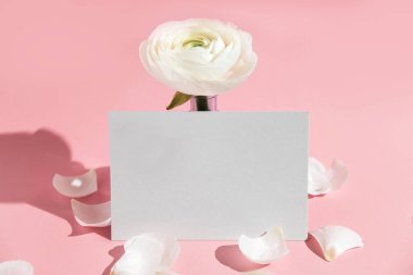 Cam bir vazoda beyaz çiçekler ve ranunculus yaprakları, pembe arka planda sert ışıkla birlikte bir kağıt kart. Bahar, yaz, çiçek. Modelleme. Kopyalama alanı.