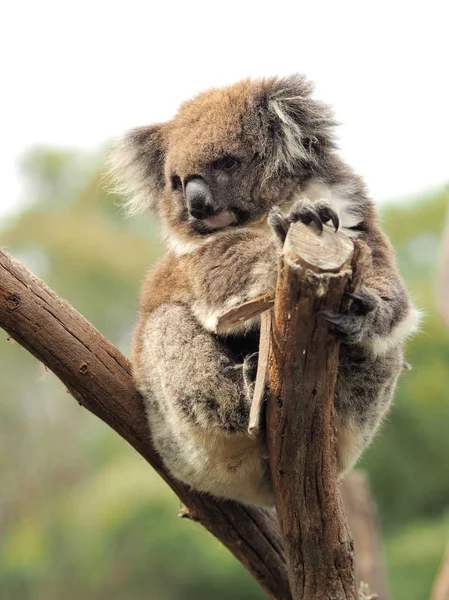 Koala Phascolarctos Cinereus Egy Stump Gazdaság Megjelenés Out Keres Nagyon — Stock Fotó