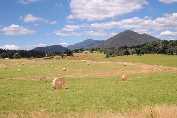 Landsbygdens Land Gård Och Bushen Den Sena Eftermiddagssolen Victoria Australien — Stockfoto