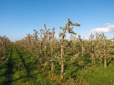 Almanya'da En büyük meyve cilik alanı Hamburg yakınlarındaki Plantasyon Altes Land denir