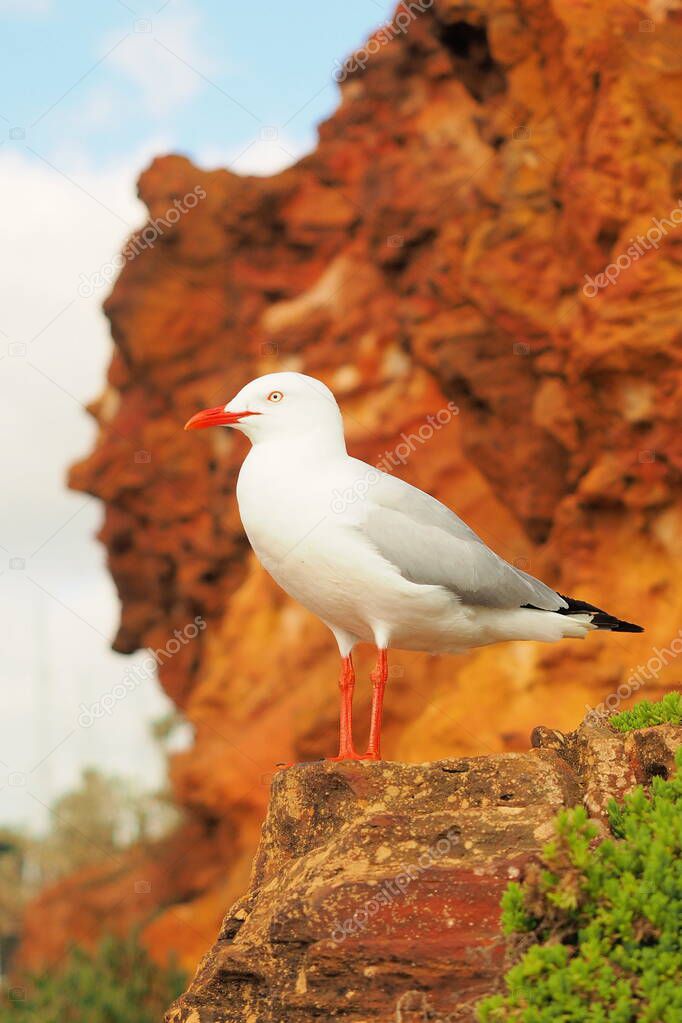 A seagull on a cliff face at the ocean shore, Mornington 2019