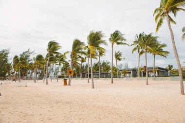 Beyaz kumlu plaj tropikal Hindistan cevizi palmiye ağaçlarının. Yaz tatil ve tatil kavramı.