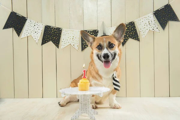 Niedlicher Corgi Mit Geburtstagsmütze Und Festlichem Cupcake — Stockfoto
