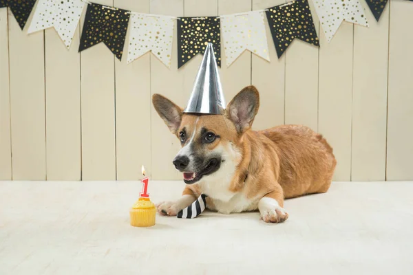 誕生日の帽子とお祝いケーキを着てかわいいコーギー — ストック写真