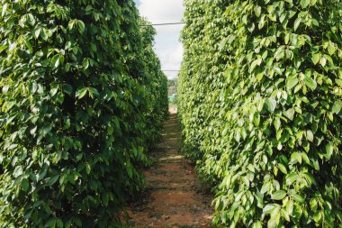 Baharat uzun biber ağaçlar, manzara otlar çiftlik