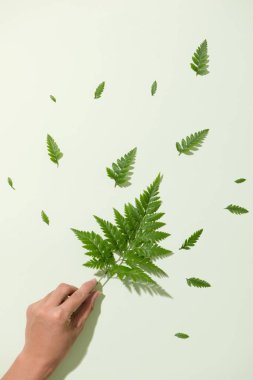 yaprakları beyaz zemin üzerine düşüyor