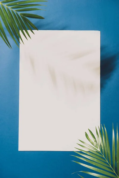 Tropische Palm Bladeren Een Witte Achtergrond Met Blauwe Rand Minimale — Stockfoto