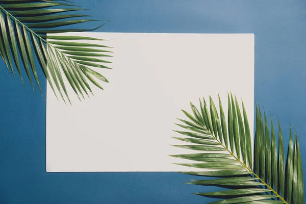 Mavi Kenarlıklı Beyaz Arka Plan Üzerinde Tropikal Palmiye Yaprakları Doğa — Stok fotoğraf