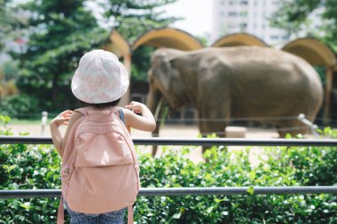 Cute little girl watching elephant at zoo  clipart