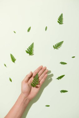 yaprakları beyaz zemin üzerine düşüyor