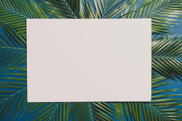 tropical palm foliage, greenery background, summer concept