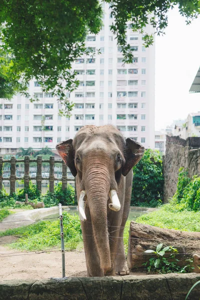 夏の動物園で象 — ストック写真