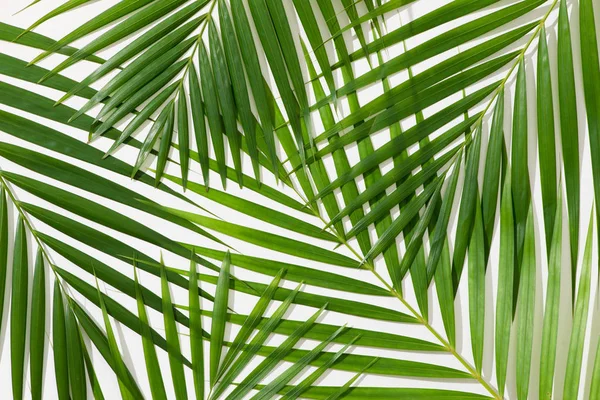 Beyaz Arkaplanda Yeşil Palmiye Yaprakları — Stok fotoğraf
