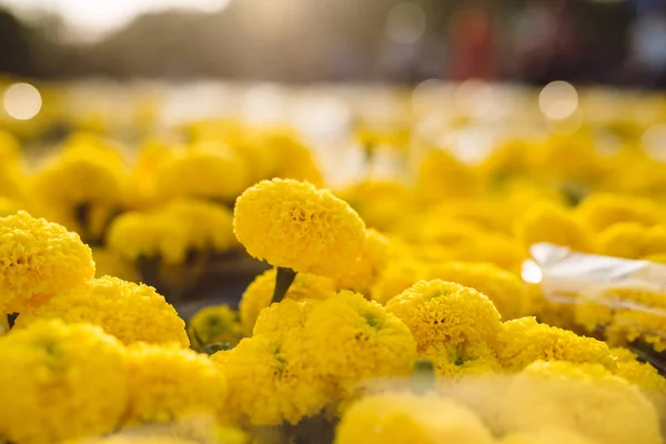 Primer Plano Orange Marigold Mercado Flores Vietnam Vacaciones Tet Año — Foto de Stock