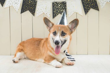 Doğum günü şapkası ve şenlikli cupcake giyen sevimli pembroke corgi
