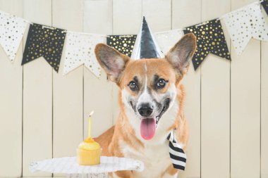 Doğum günü şapkası ve şenlikli cupcake giyen sevimli pembroke corgi