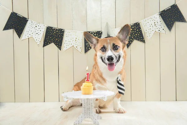 Carino Pembroke Corgi Indossando Cappello Compleanno Cupcake Festivo — Foto Stock