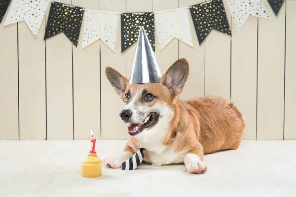 可爱的彭布罗克威尔士矮脚狗戴生日帽和节日蛋糕 — 图库照片