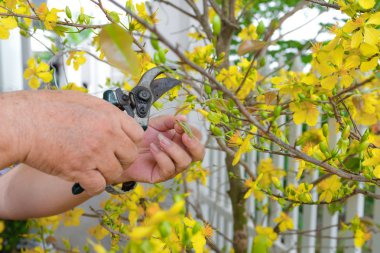 Erkek kıdemli dekorasyon Çin yeni yıl/ay yeni yıl evin önünde çiçek sarı çiçekli eller. 