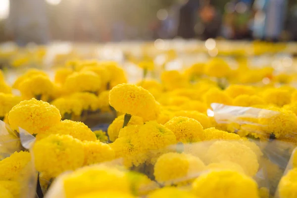 Caléndula Naranja Vietnam Mercado Flores Vacaciones Tet Lunar Año Nuevo — Foto de Stock