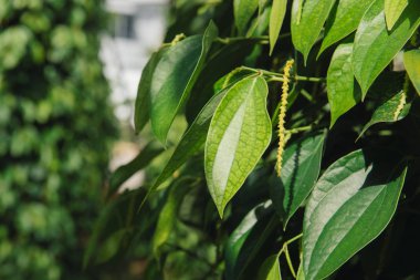 Taze Piper nigrum olan ağaç üzerinde. Bu bileşen için hazır ve herb olun.