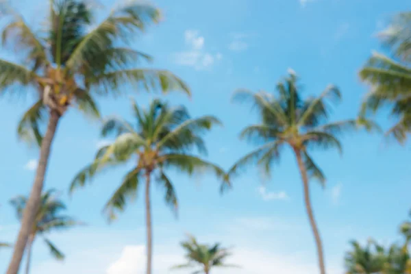 夏の自然のシーン 青い空とヤシの木 — ストック写真