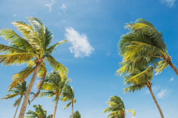 熱帯の白い砂浜に椰子の木 夏の休日や休暇の概念 — ストック写真