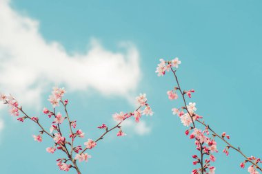 Güzel kiraz çiçeği sakura ilkbahar zamanı mavi gökyüzünde.