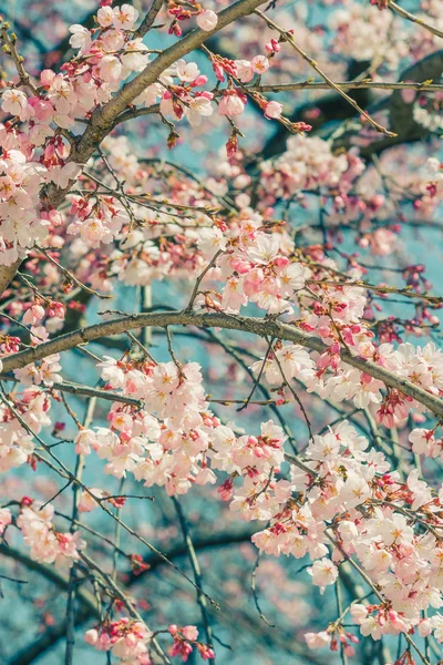 Vacker Körsbärsblomma Sakura Våren Tid Över Blå Himmel — Stockfoto